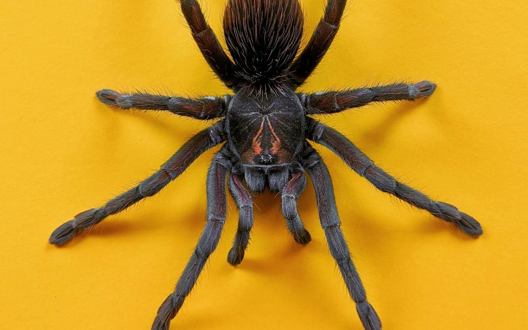 An Overview of Phobias: What They Are and How to Address Them